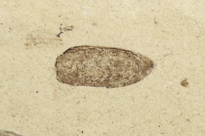 Fossil Beetle (Coleoptera) Elytron - Bois d’Asson, France #254229